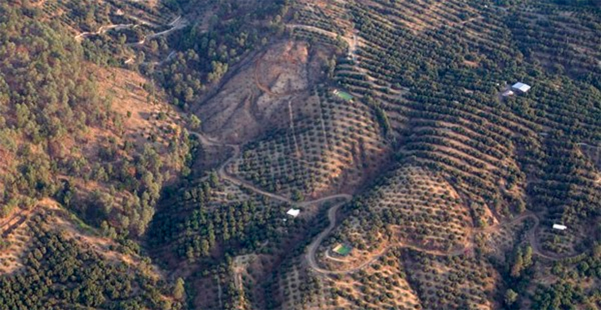 El cultivo de aguacates para exportación desde México amenaza bosques y derechos humanos