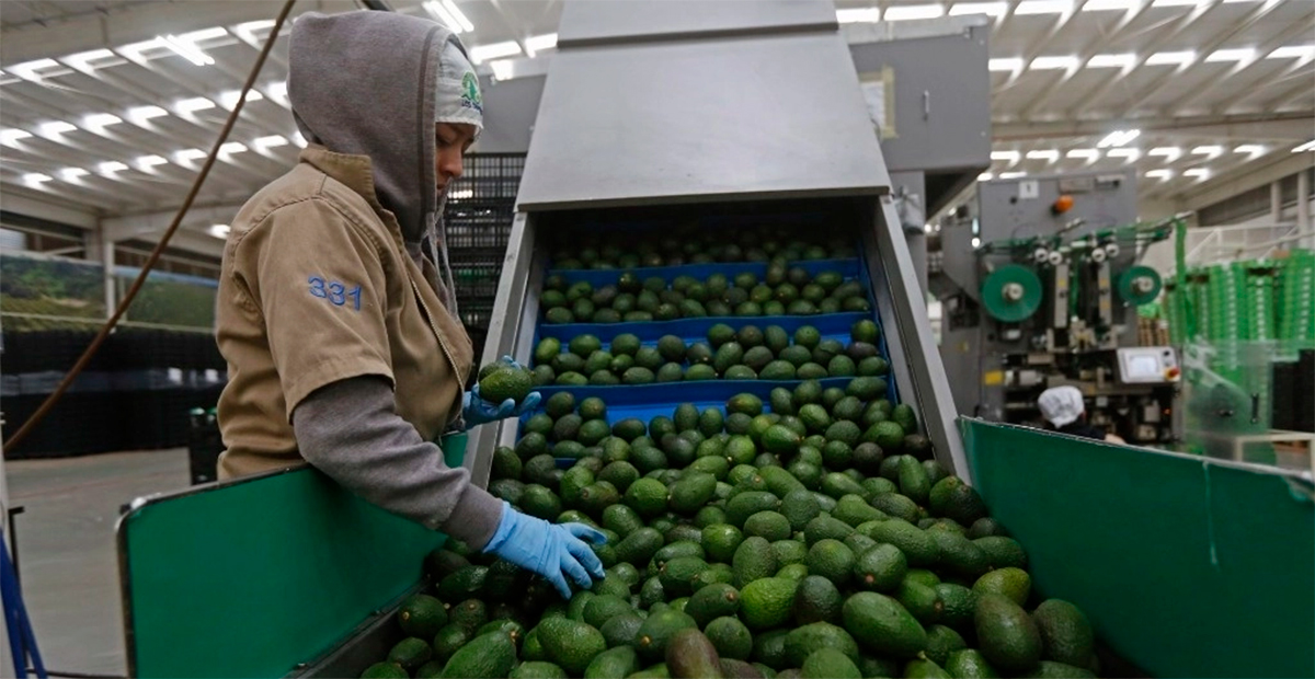 Productores de aguacate en Michoacán advierten sobre un inminente colapso debido al cultivo masivo impulsado por la demanda de Estados Unidos.