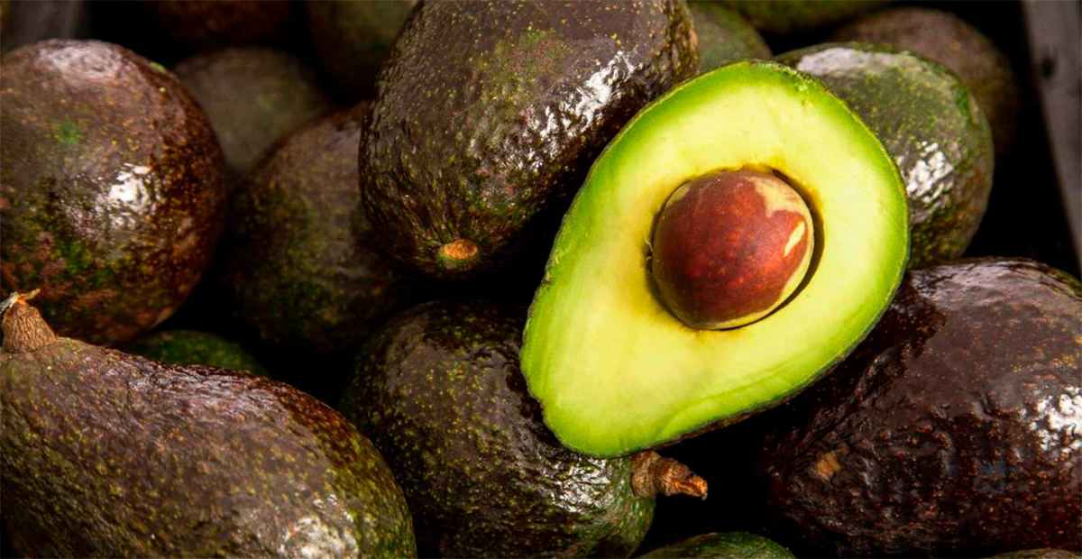 Productores de aguacate de Jalisco incrementan exportación para el Super Bowl