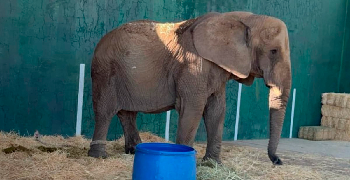 Rescatan a Annie, elefanta africana maltratada en Jalisco