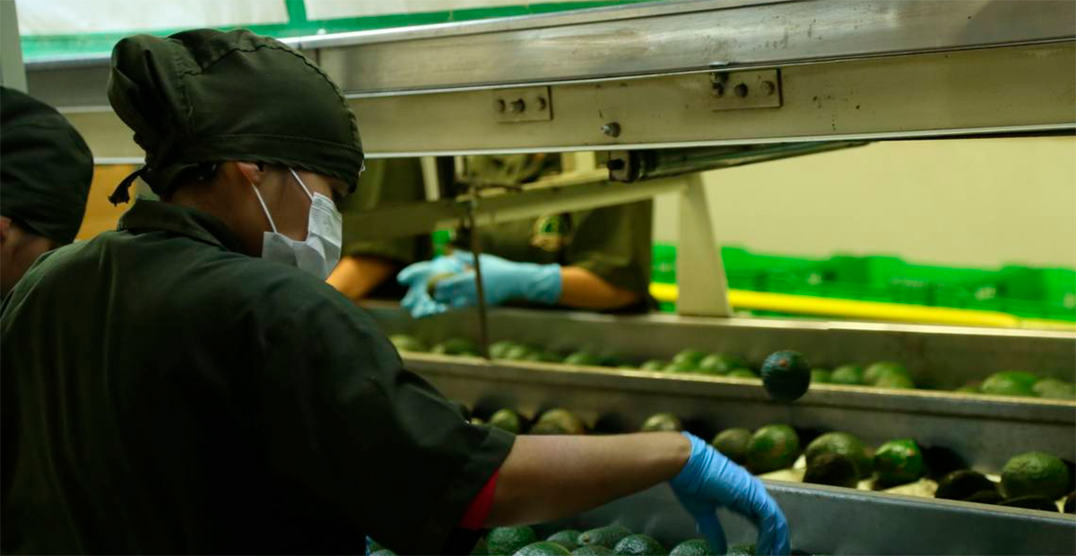 Estados Unidos solicita a México revisar presunta violación laboral en planta de Fresh Foods en Uruapan