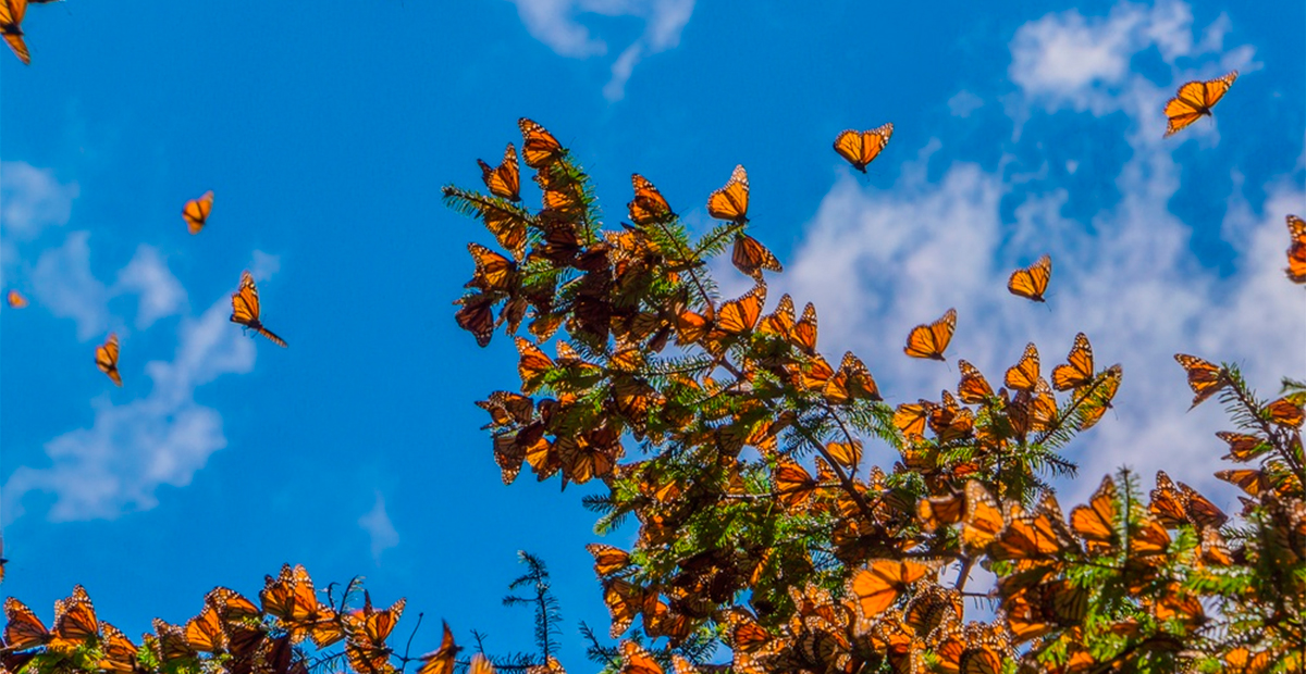 Detectan una disminución drástica en la migración de mariposas monarca en México durante 2023