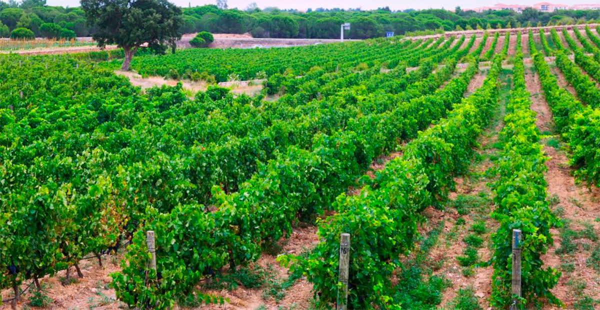 Estudio advierte: 90% de regiones vinícolas costeras en peligro por aumento de temperatura global