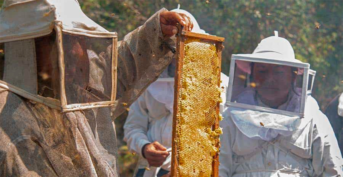 Mujeres indígenas en Chiapas adoptan técnicas agroecológicas para salvar a las abejas y luchar contra la crisis climática