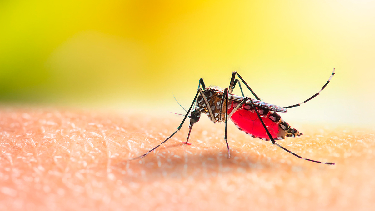 Guatemala declara emergencia sanitaria nacional por brote de dengue
