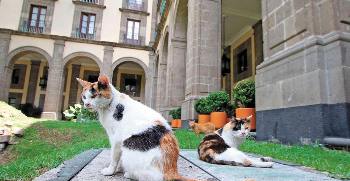 Gatos residentes de Palacio Nacional son reconocidos como «activos fijos vivos» por el presidente López Obrador