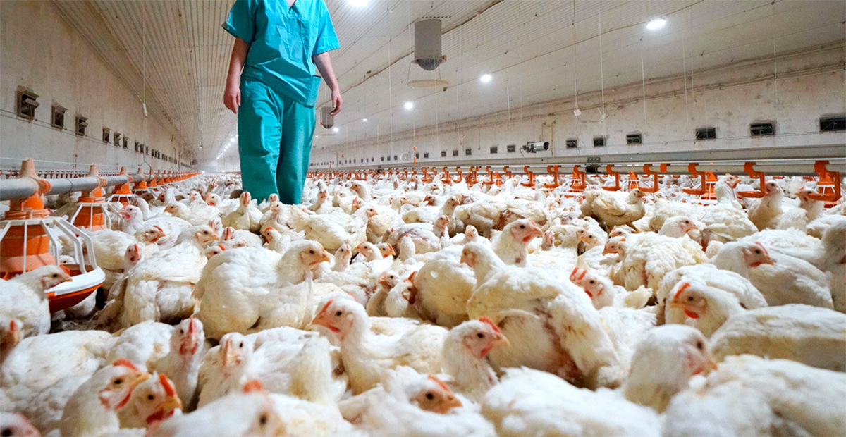 OMS advierte sobre detección de virus de gripe aviar H5N1 en leche de vacas infectadas en Estados Unidos