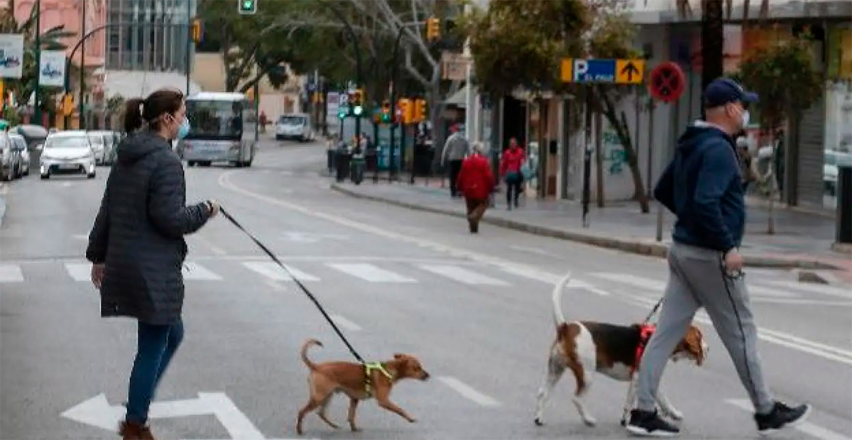 Ciudad de México implementa registro obligatorio de mascotas