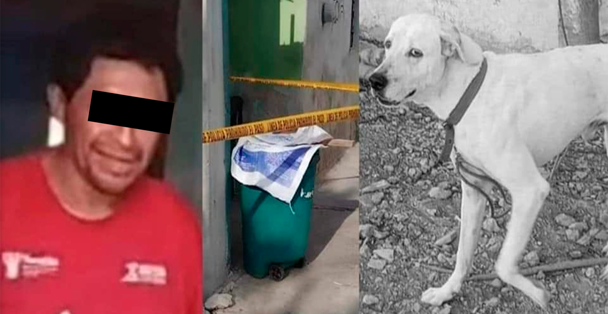 Condenan a prisión a hombre que asesinó al perro ‘Ruffo’ en Yucatán