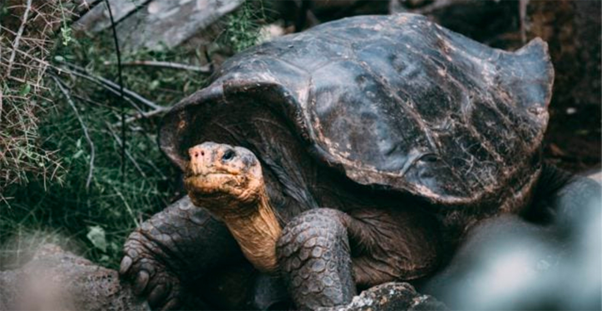 Hallan en Colombia fósil de tortuga gigante de hace 57 millones de años en Socha, Boyacá