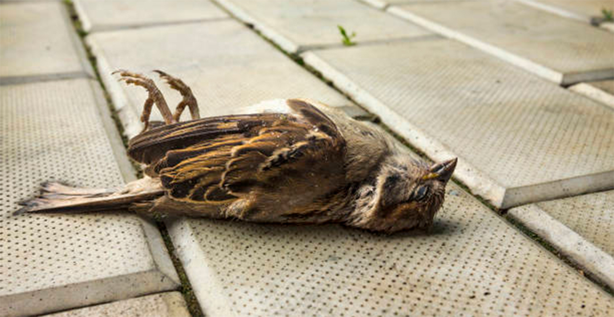 Ola de calor en México causa la muerte de aves y humanos en Tamaulipas y San Luis Potosí