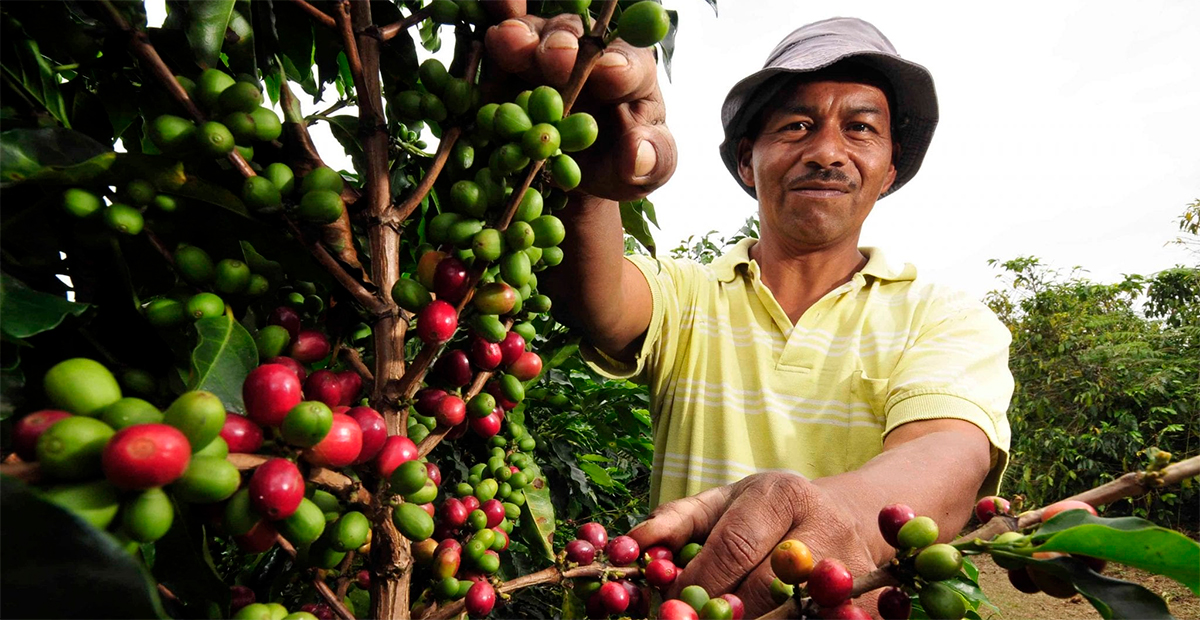 Sequía amenaza hasta el 90% de los cultivos de café en el sur de México, advierten productores