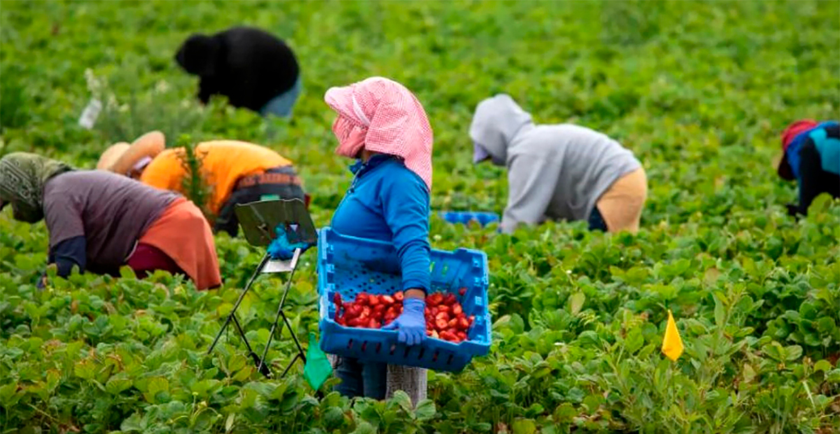 Mujeres migrantes protagonizan el envío del 28,6 % de las remesas a México, revela estudio