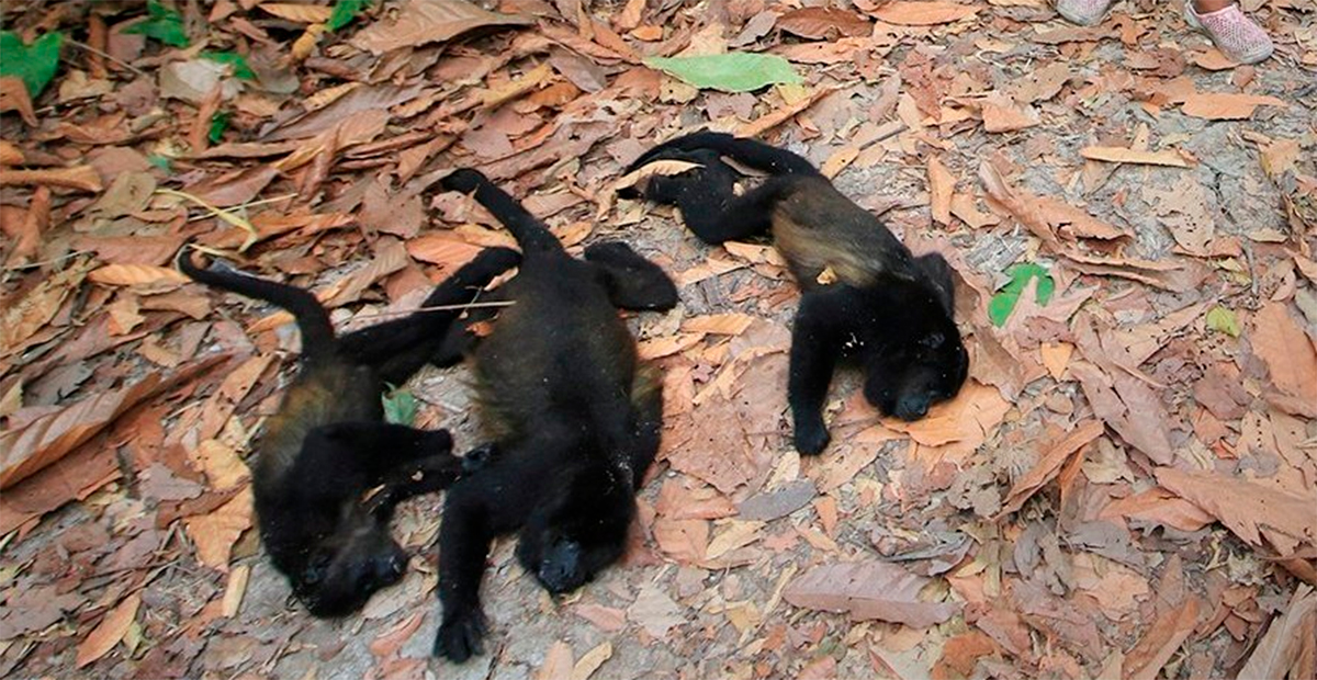 Intenso calor causa la muerte de monos aulladores en Tabasco