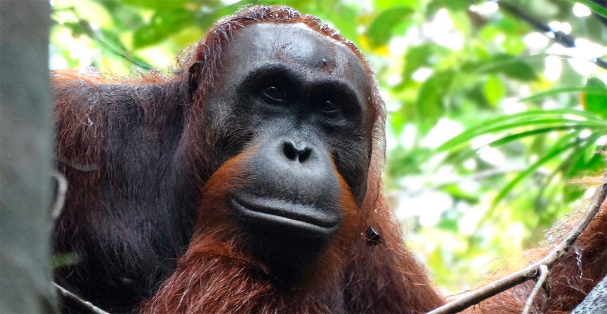 Descubrimiento fascinante: Orangután se cura a sí mismo con planta medicinal en la selva de Sumatra