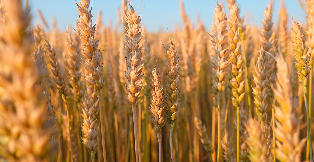 China aprueba seguridad de trigo editado genéticamente