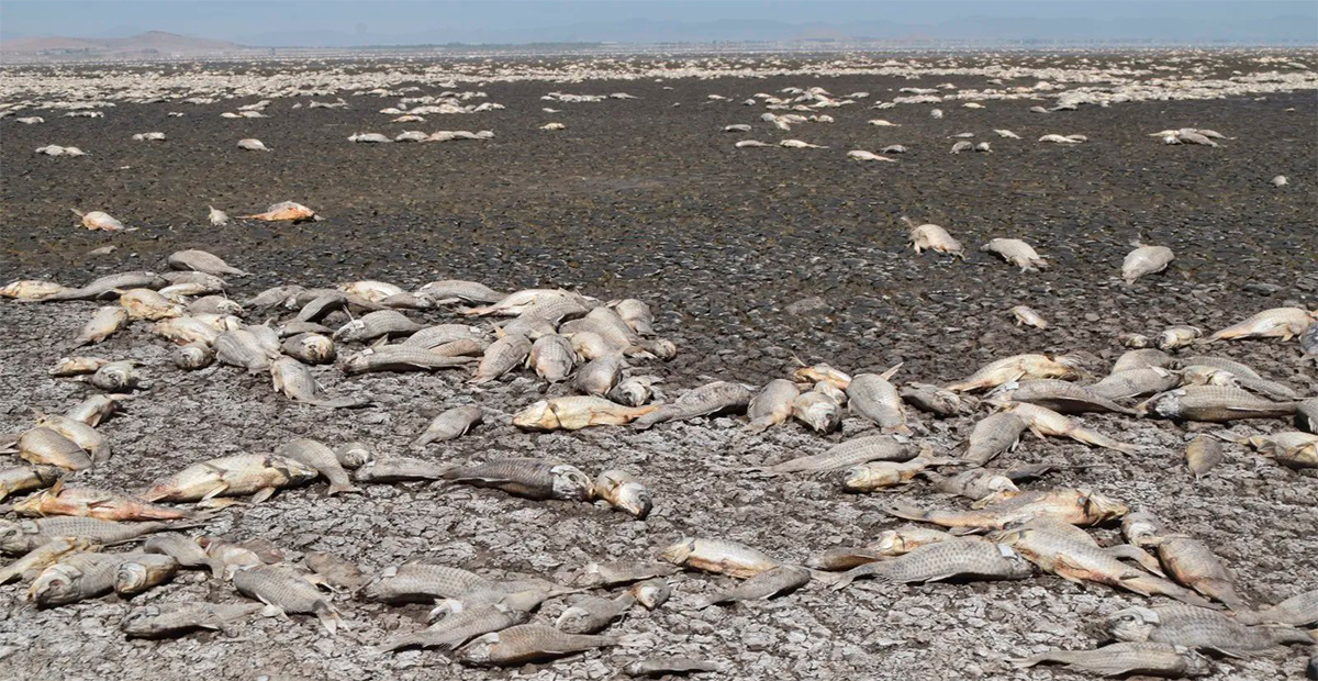 Sequía en Chihuahua mata a cientos de miles de peces: Pobladores temen crisis sanitaria