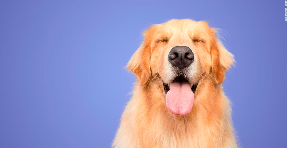 Según estudio, los perros pueden oler el estrés de las personas