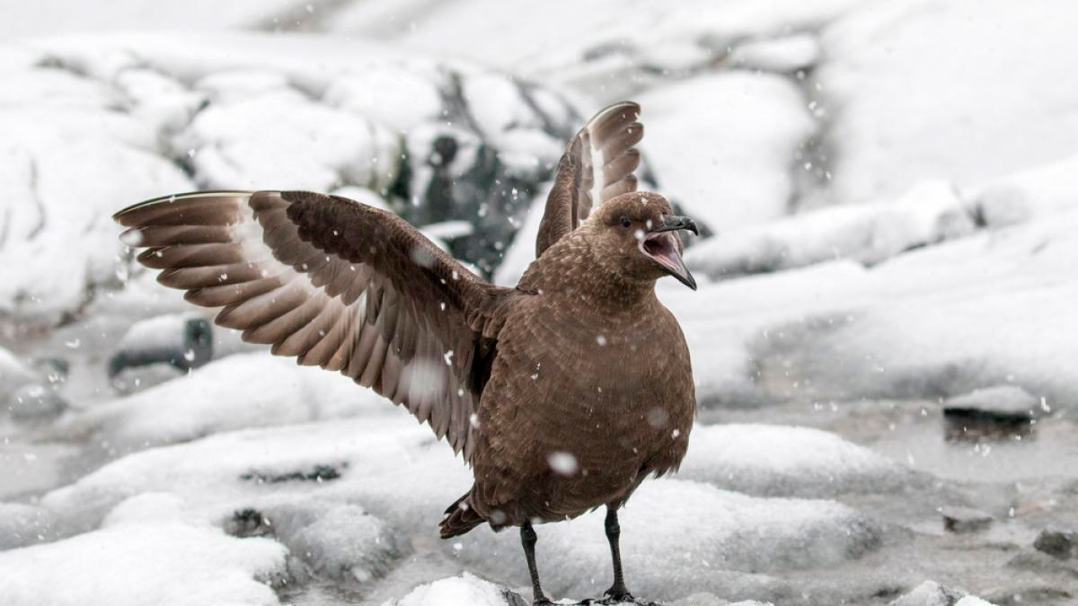 Expansión del virus H5N1 en la Antártida y subantártida: Detectan la gripe aviar en aves y mamíferos