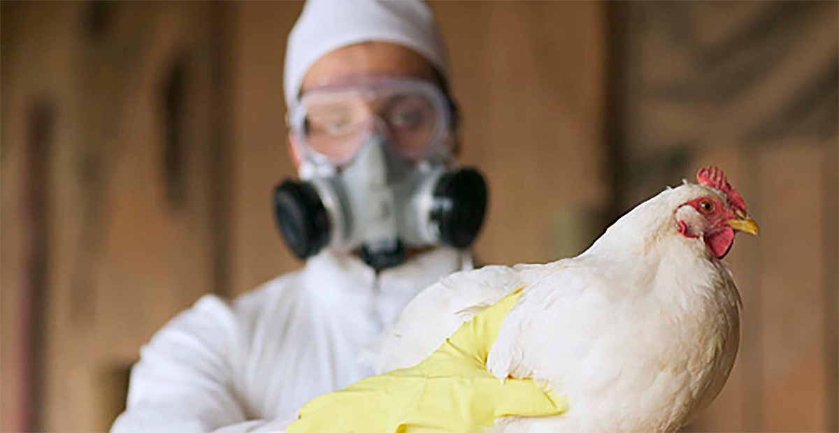 OMS descarta transmisión de gripe aviar H5N1 entre humanos; refuerza recomendaciones sanitarias