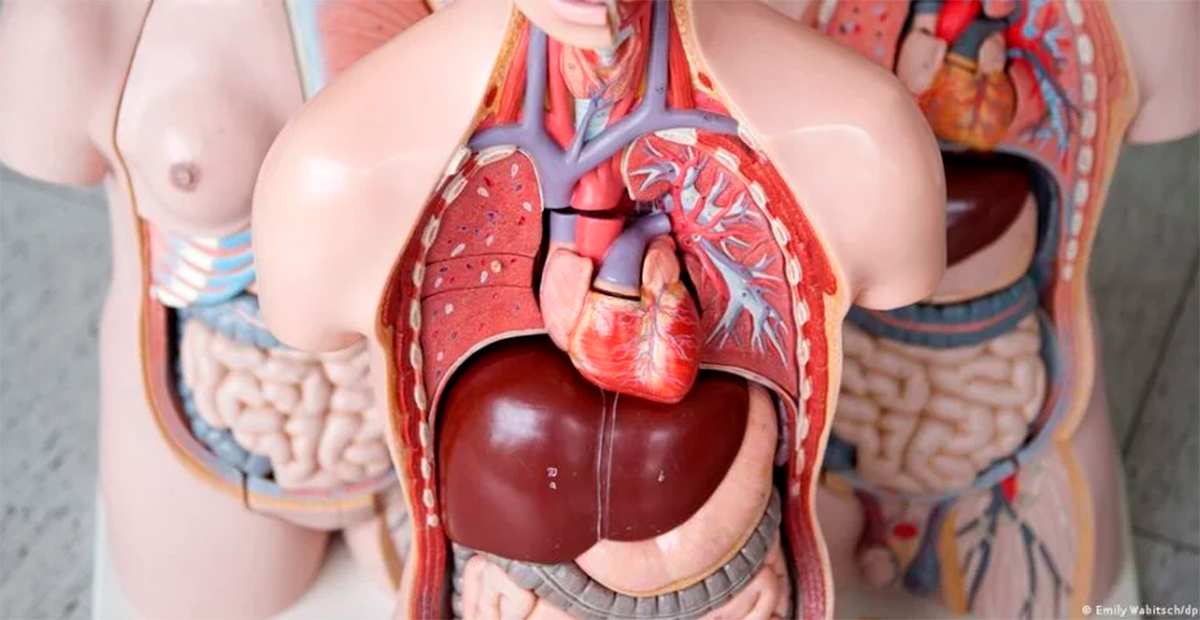 Científicos de Stanford descubren cómo envejecen los órganos de forma diferente y su impacto en la salud