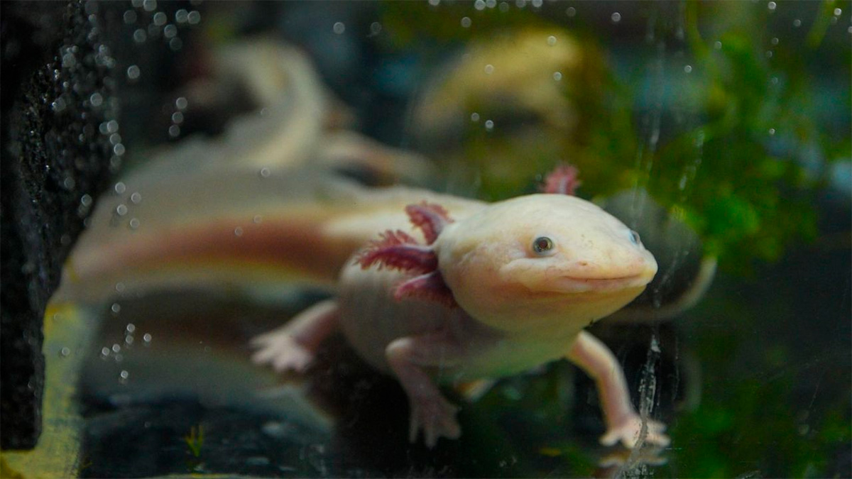 México, potencia en biodiversidad: urge proteger su riqueza natural ante amenazas humanas