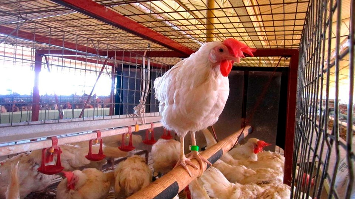 Confirman brote de influenza aviar AH7N3 en granja comercial de Nuevo León