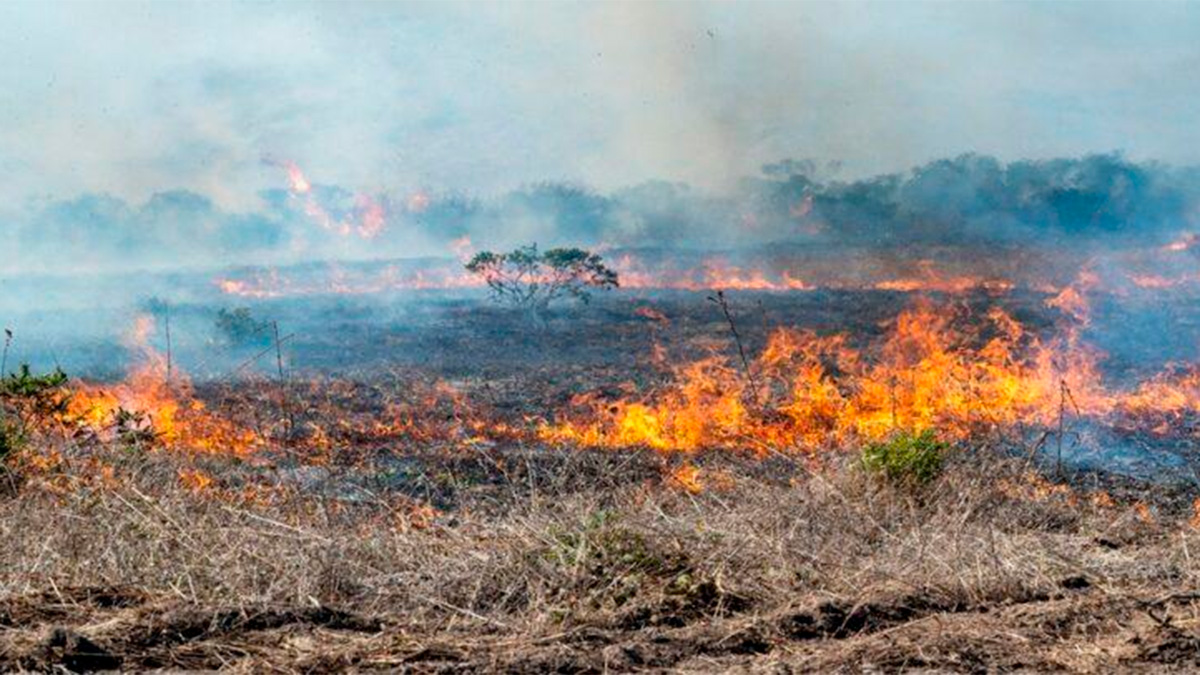 México enfrenta 114 incendios forestales activos en 23 estados