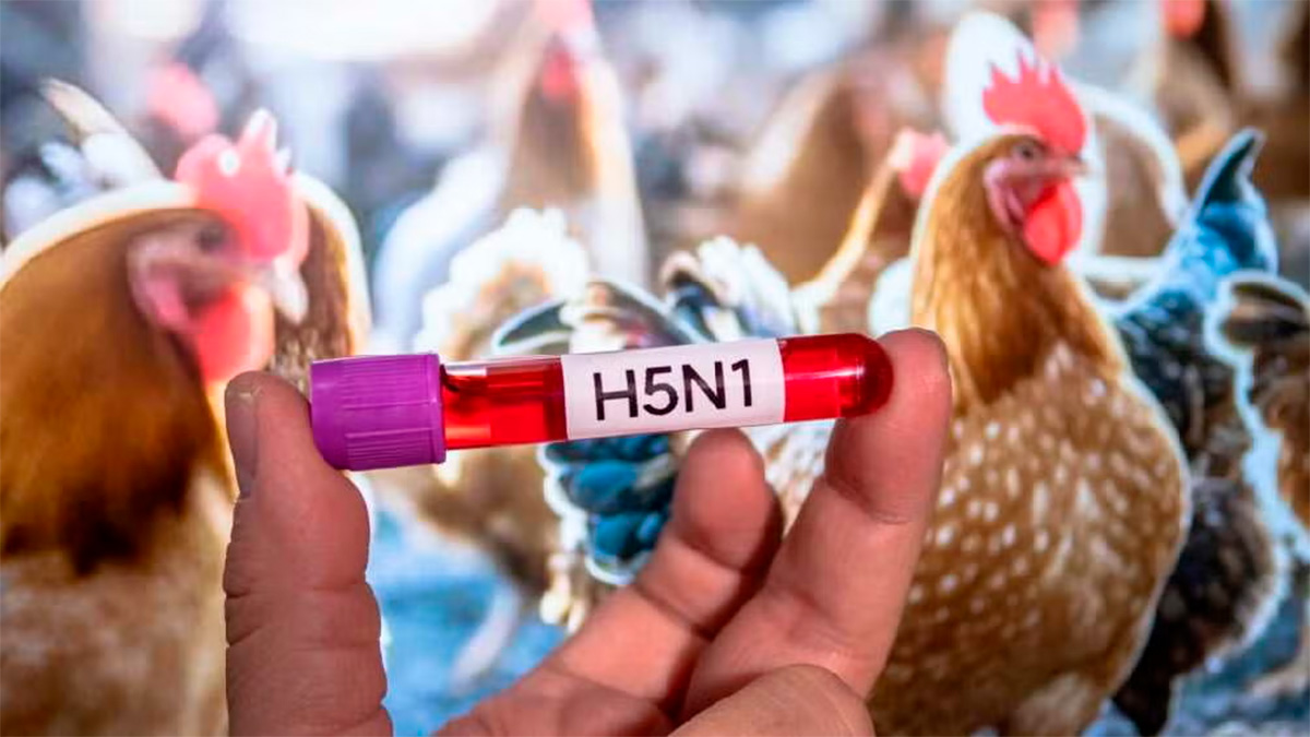 Muere niña contagiada con influenza aviar H5N1 en Torreón; primer caso humano confirmado en México