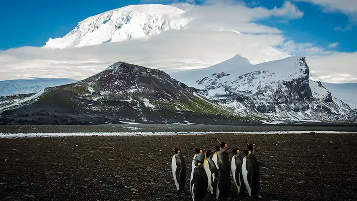 Trump impone aranceles a pingüinos