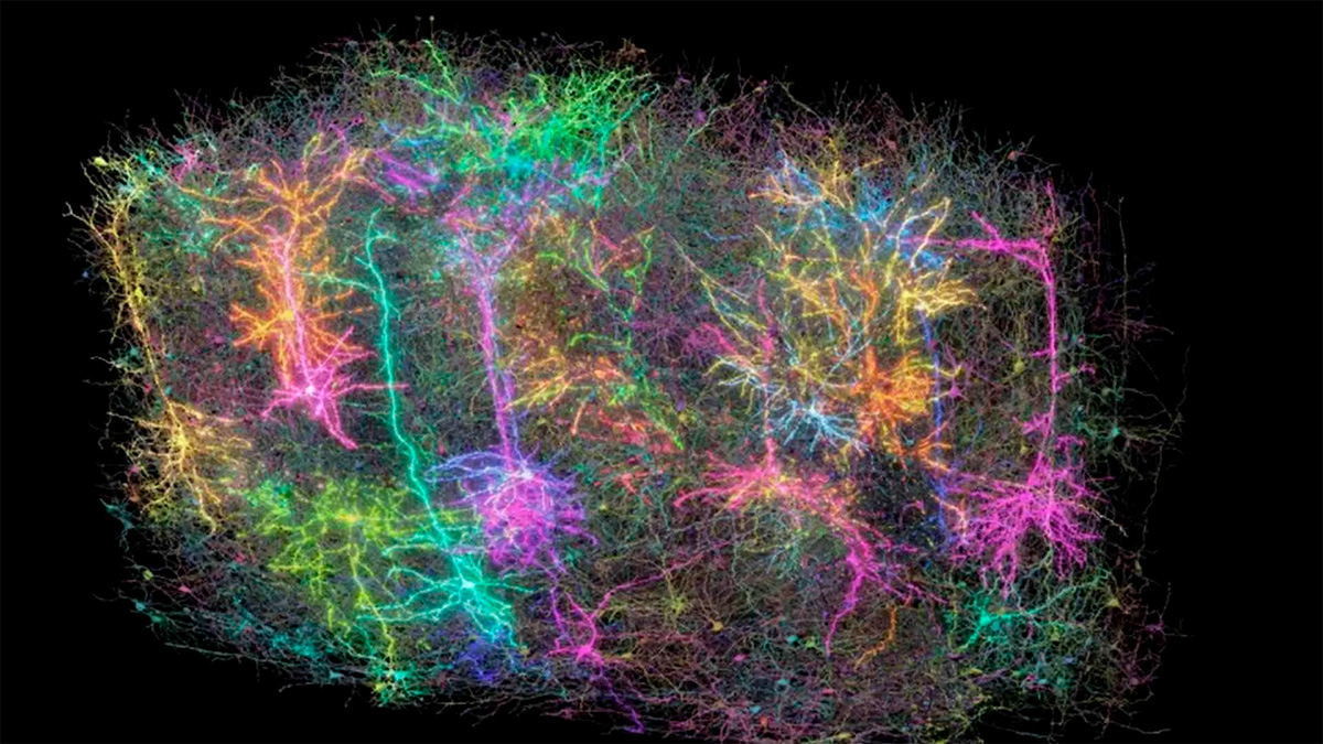 Científicos logran el mapa más detallado del cerebro de un mamífero