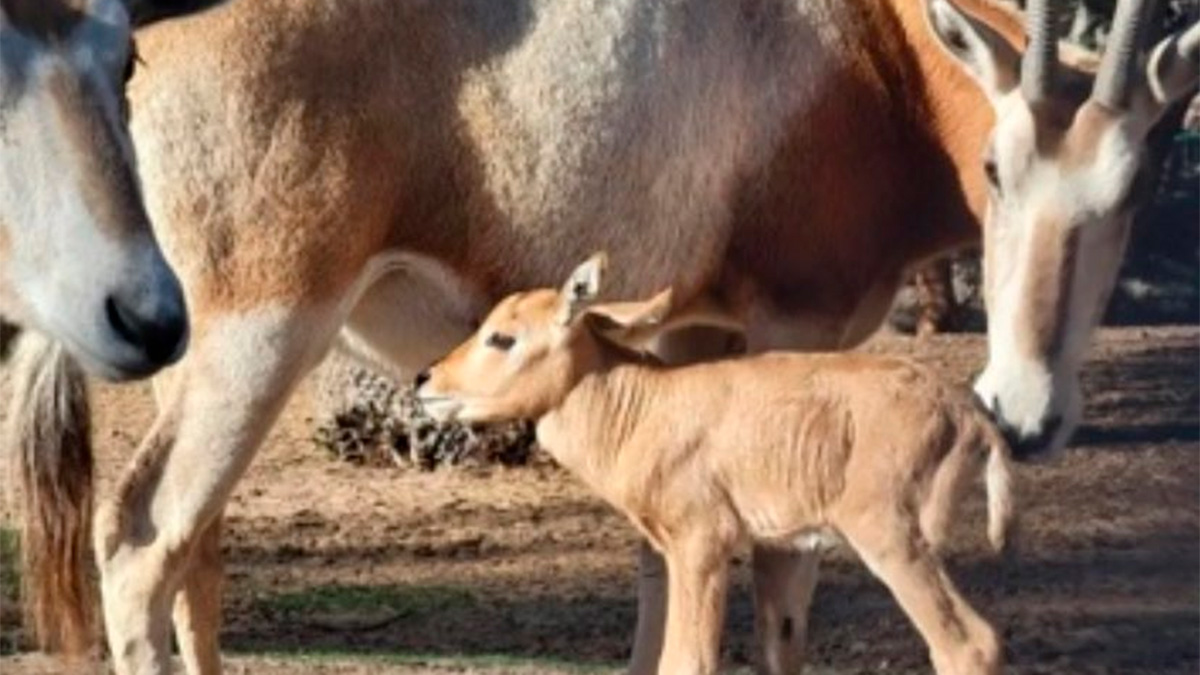 Nace en Mexicali un órix de cuernos de cimitarra, especie extinta en estado salvaje