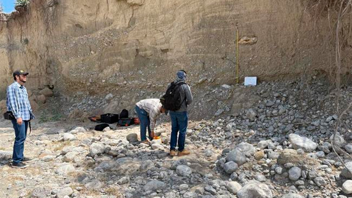 Descubren restos de megafauna de hace más de 10 mil años en Tula, Tamaulipas