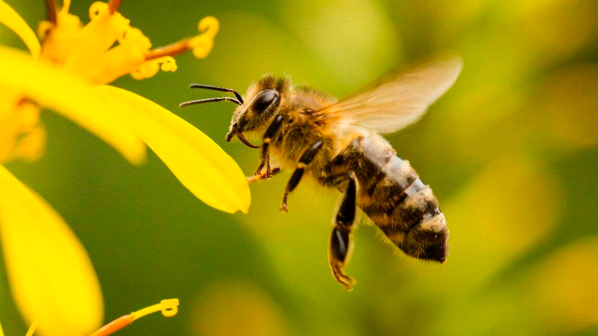 Día Mundial de las Abejas: guardianas invisibles de la vida en la Tierra