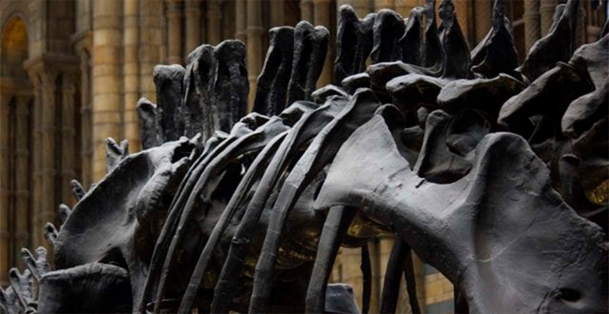 Lenguas romances, clave olvidada en la paleontología de dinosaurios