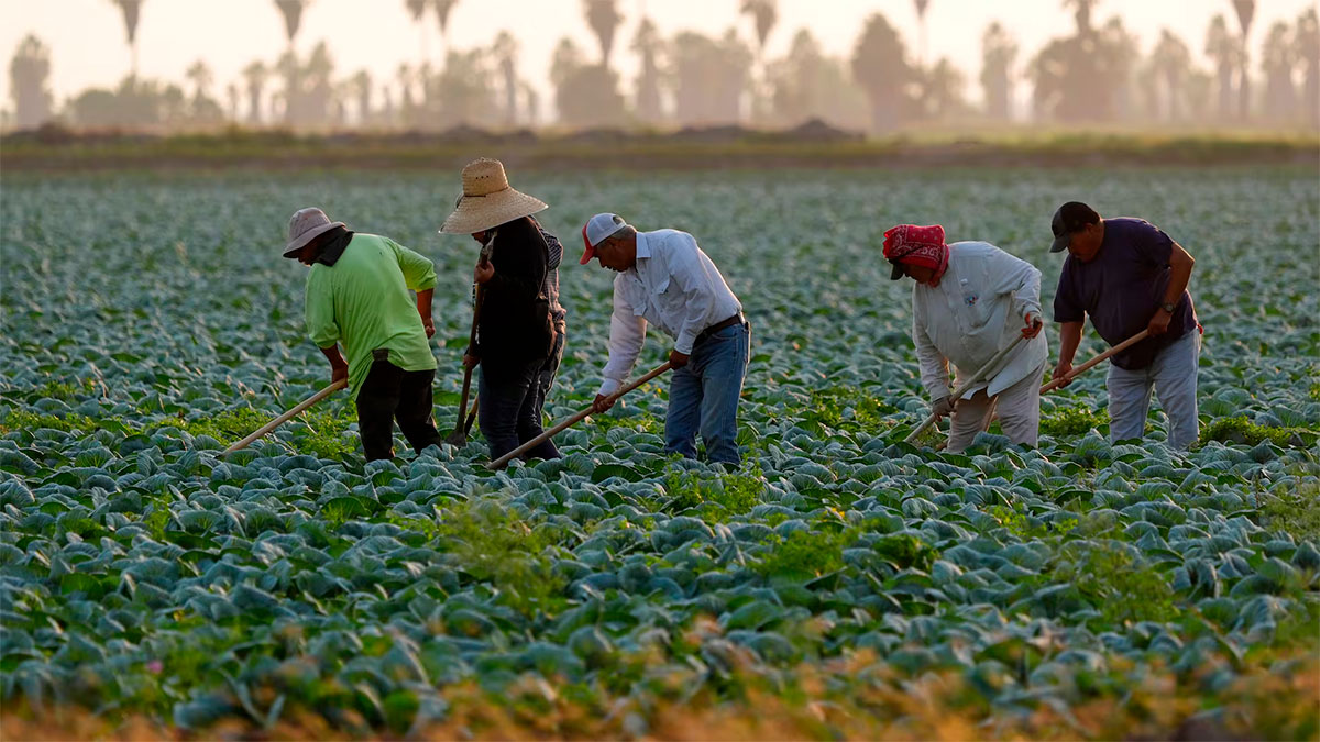 Política migratoria de Trump golpea a mexicanos: más de 132 mil perdieron su empleo en EU