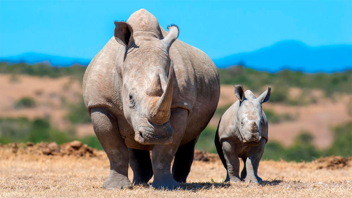 Sudáfrica: más de 100 rinocerontes fueron cazados furtivamente en solo tres meses