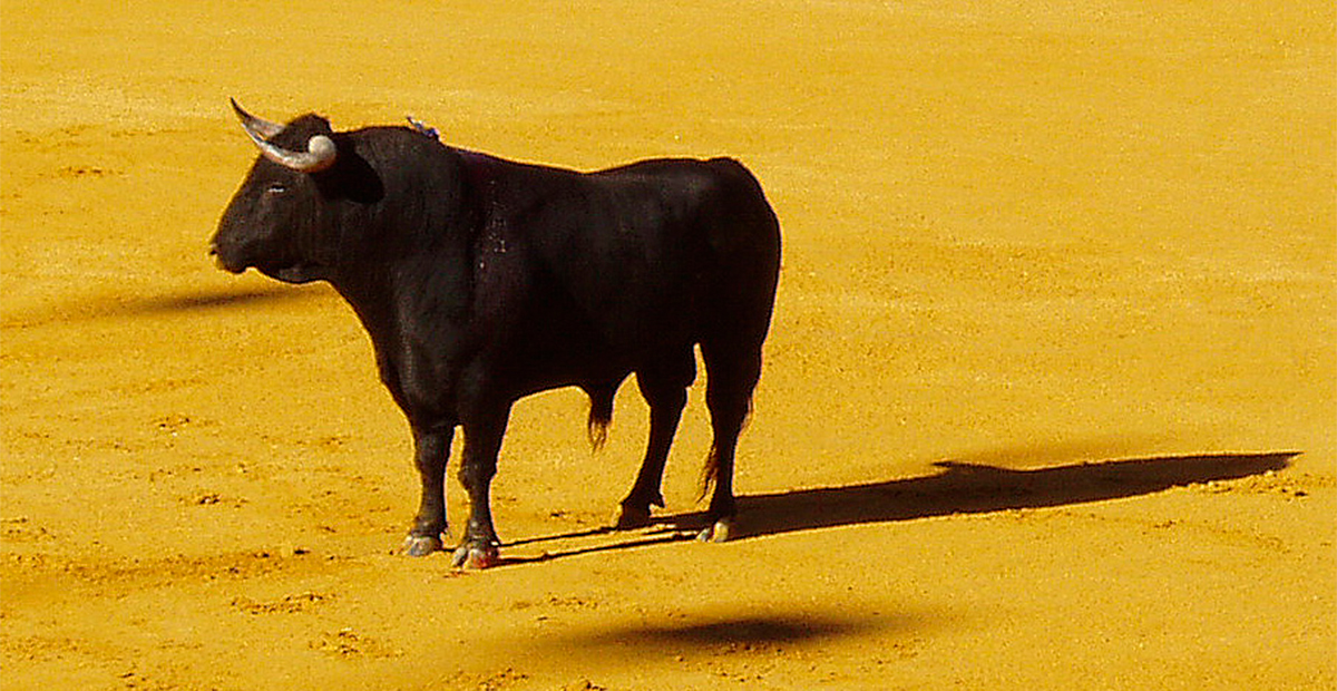Ganaderos  advierten extinción de la raza toros de lidia por “corridas sin sangre”