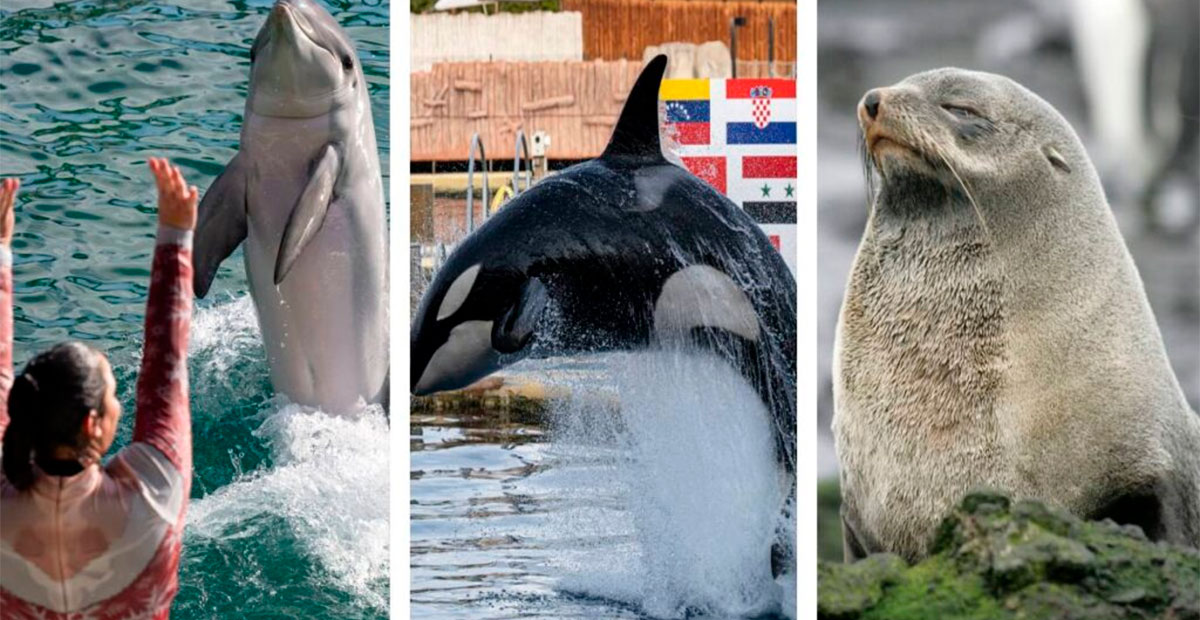 Senado aprueba reforma para prohibir espectáculos con mamíferos marinos en México