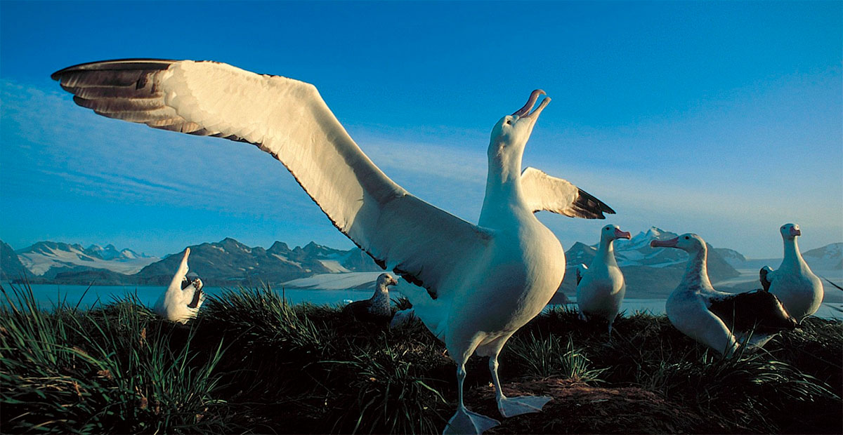 El mundo perderá más de 500 especies de aves por el cambio climático