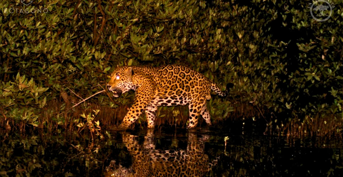 El jaguar regresa a los humedales de Nayarit: celebran en La Papalota con imágenes inéditas