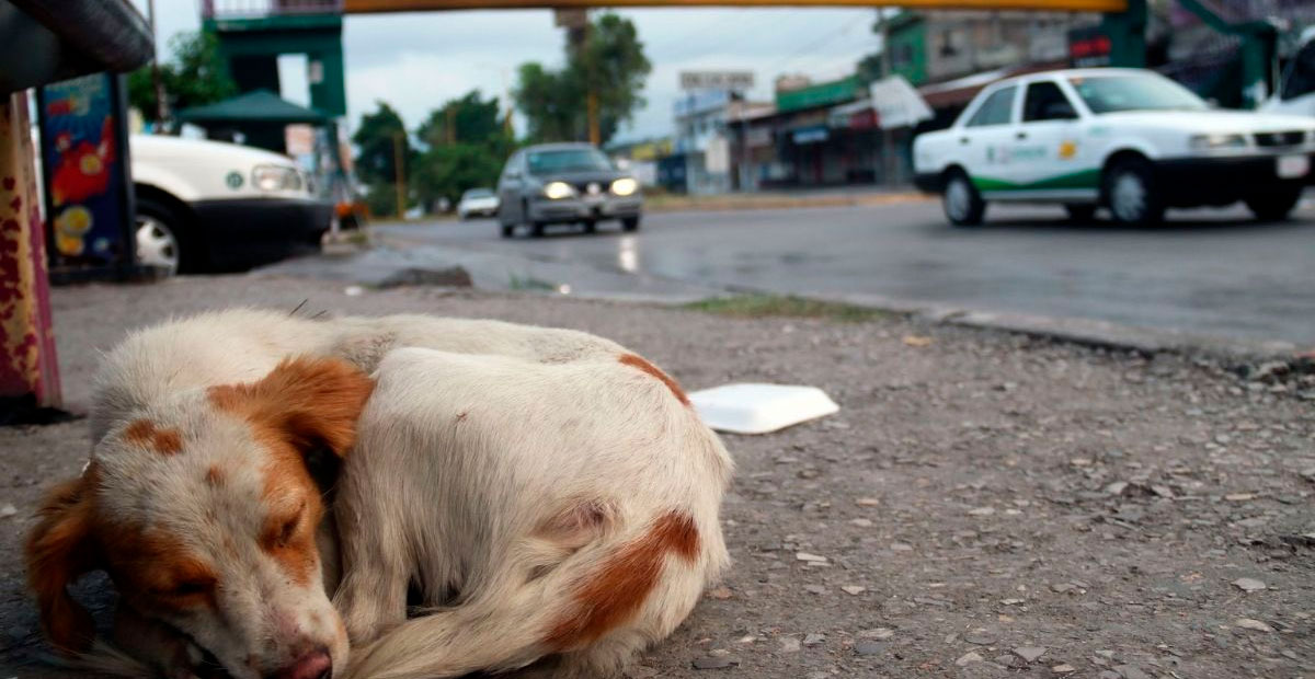 Chiapas tipifica el maltrato animal como delito y aplicará hasta cinco años de cárcel