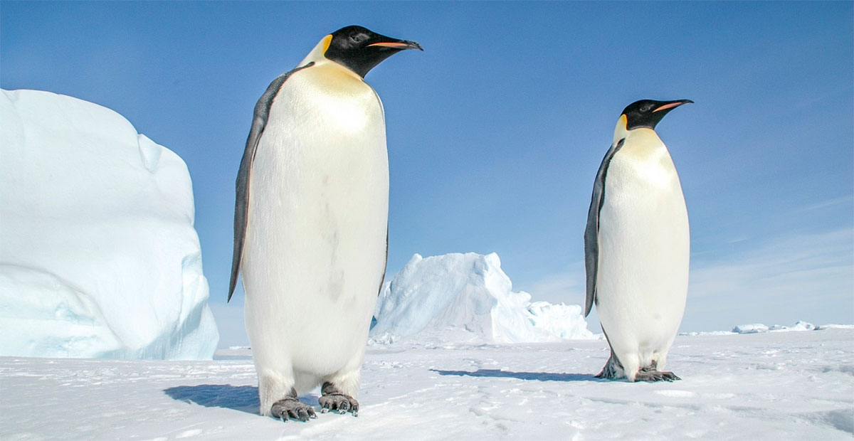 Disminuye 22% la población de pingüinos emperadores en la Antártida por el cambio climático