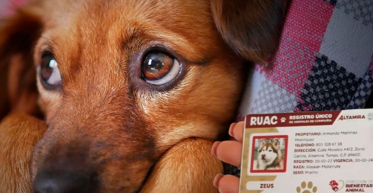 CDMX hará obligatorio el registro de perros y gatos a partir del 30 de junio