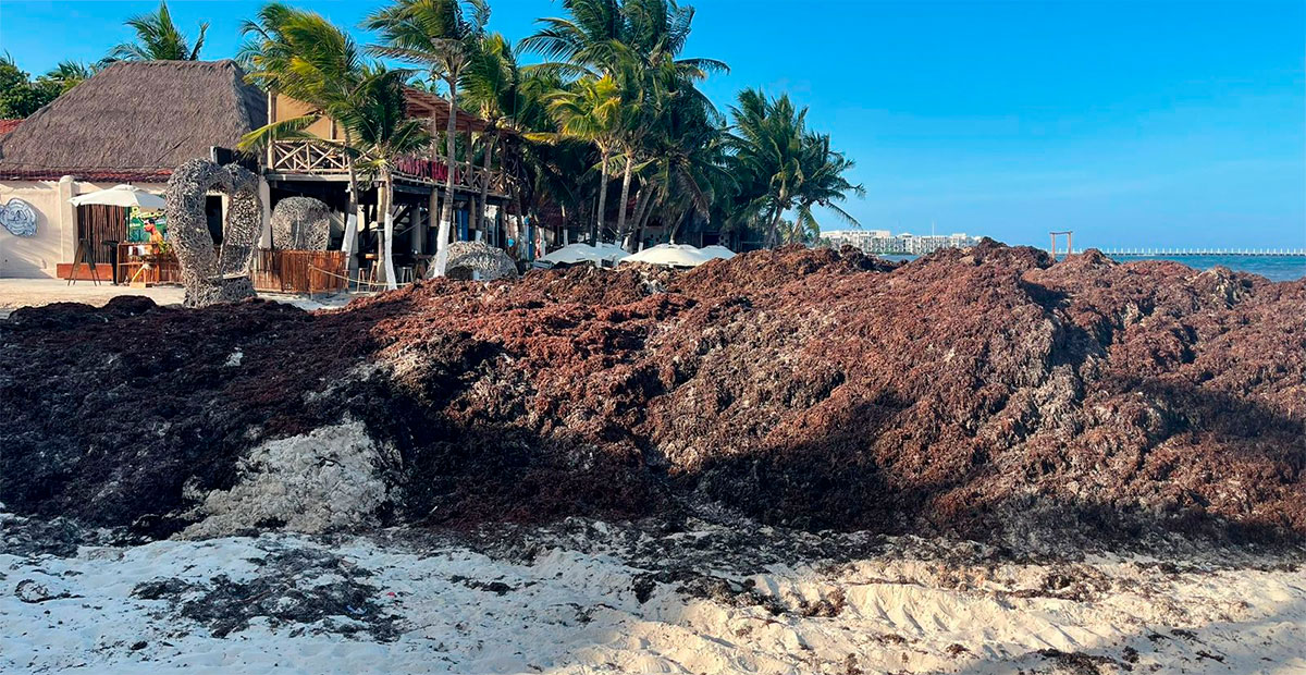 Sargazo alcanza niveles críticos en el Caribe mexicano: aumenta 40% en 2025