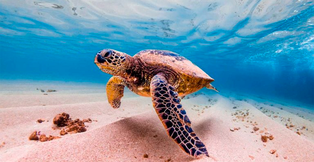 Temporada de anidación de tortugas marinas en Michoacán concluye con éxito: nacen 5 millones de crías