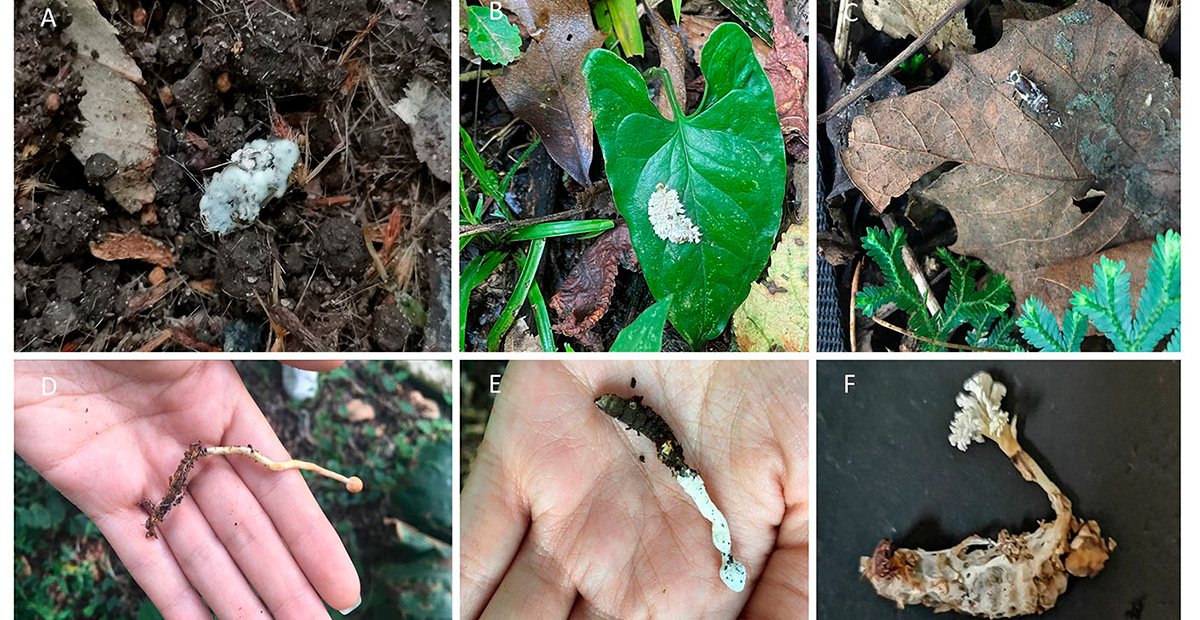 Descubren en México una nueva especie de hongo Cordyceps que parasita mariposas nocturnas