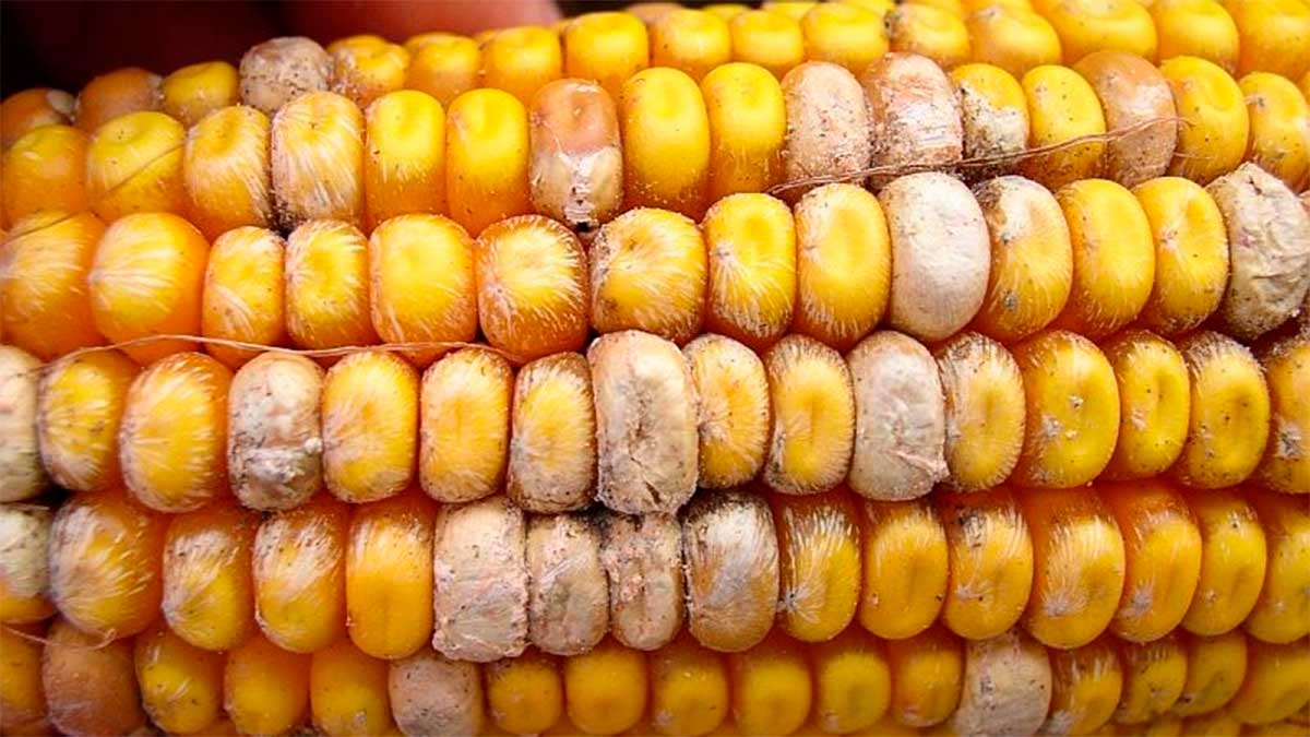 Micotoxinas en alimentos: amenaza silenciosa que causa hasta 30% de los casos de cáncer de hígado