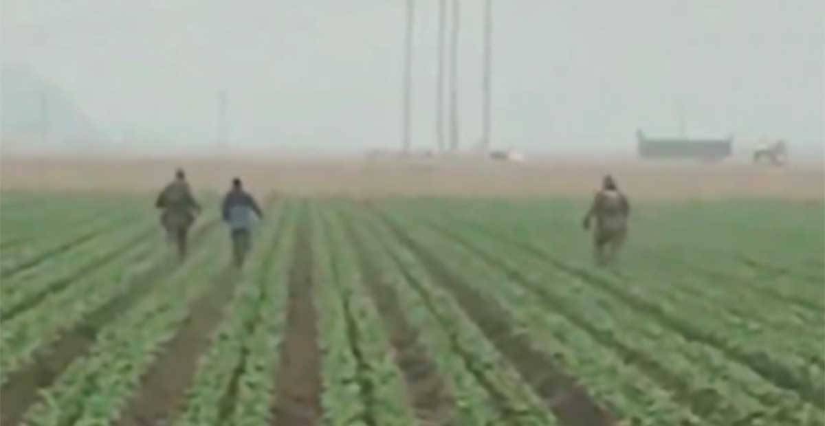 Redadas migratorias paralizan el campo en California: agricultores temen colapso por falta de mano de obra