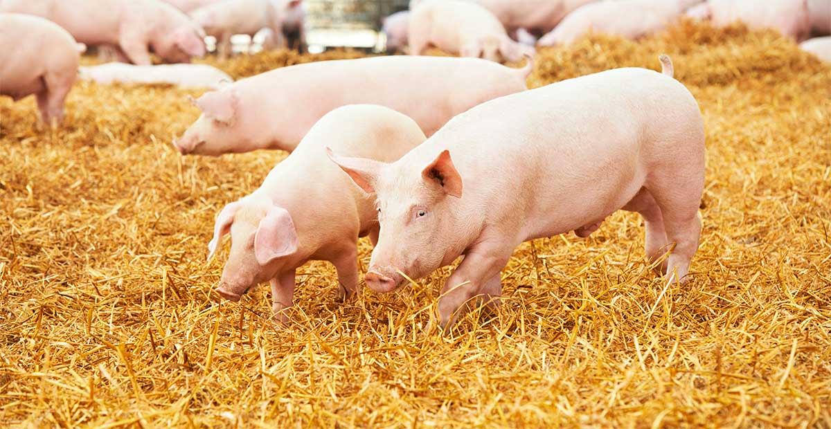 Revelan maltrato animal y daño ambiental en granjas proveedoras de carne porcina en Yucatán